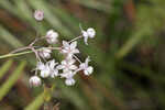 Carolina milkweed